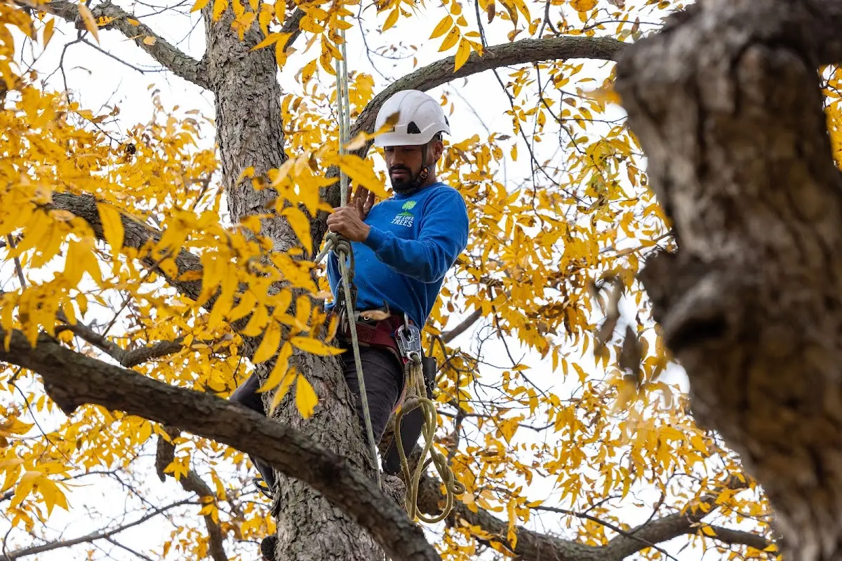 Skilled Tree Planting crew working in Prior Lake